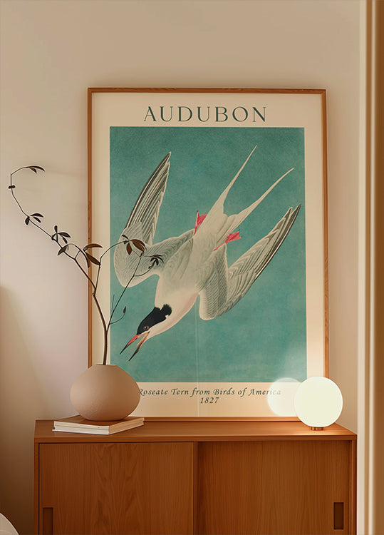 Roseate Tern from Birds of America Audubon Plakat - Posterbox.dk