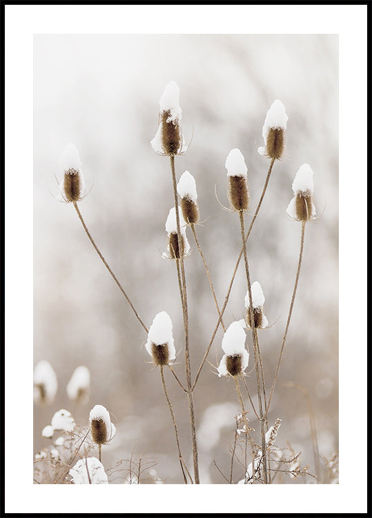 Snowy Dried Flowers Plakat - Posterbox.dk