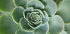 Succulent Spiral Plakat - Posterbox.dk