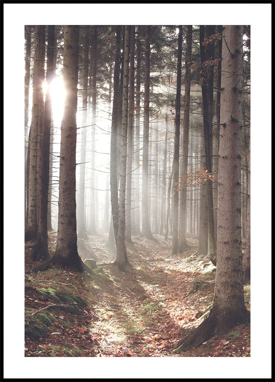 Sunbeam Forest Plakat - Posterbox.dk