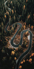 Winding Road in the Forest Plakat - Posterbox.dk