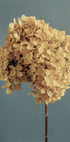 Yellow Hydrangea Plakat - Posterbox.dk