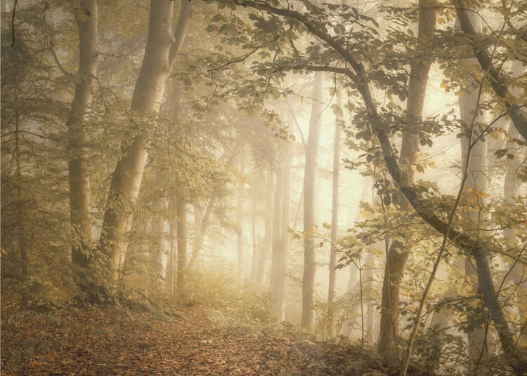 Luce della foresta