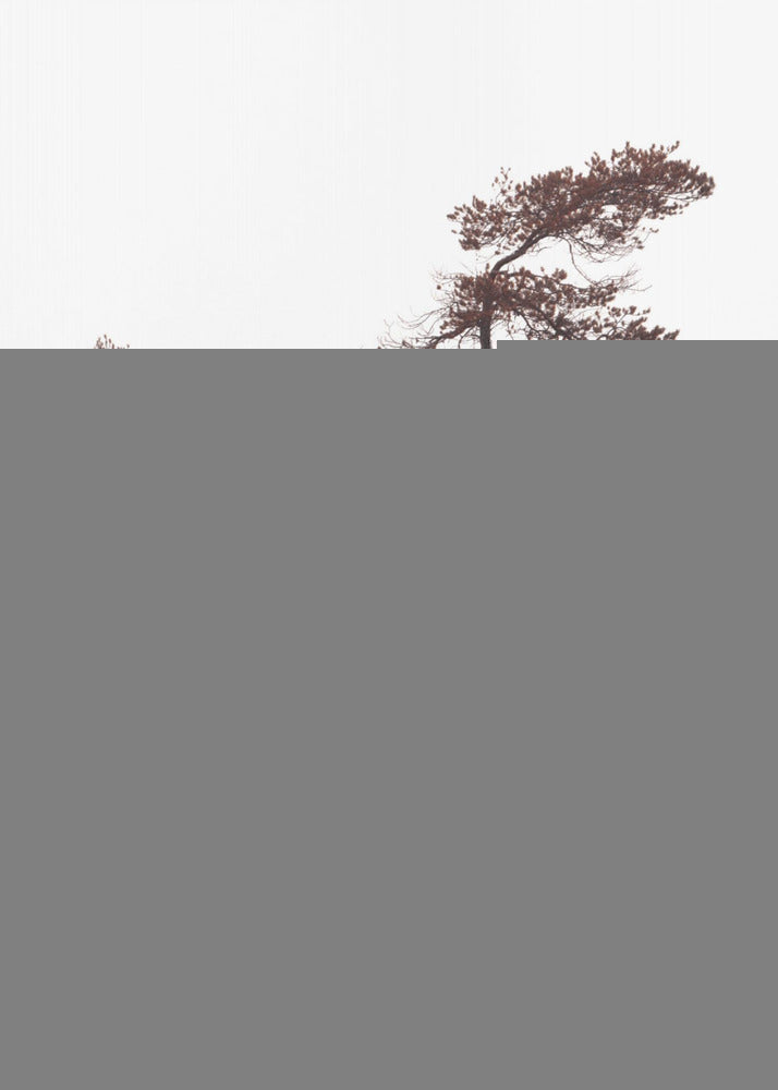 Poster di pini scultorei