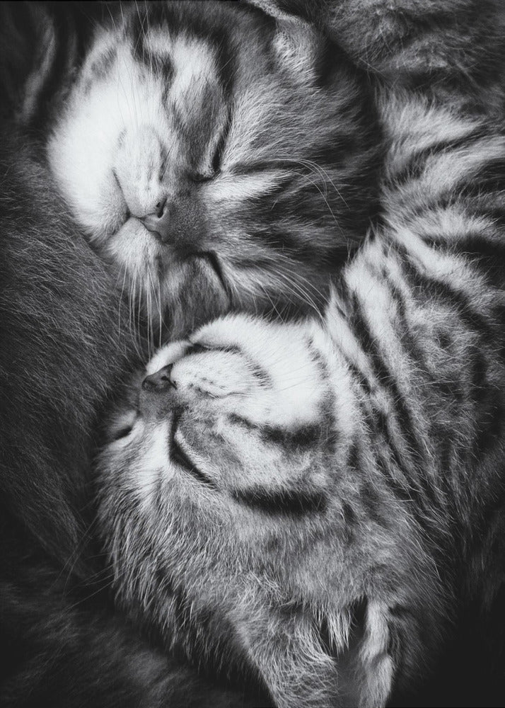 Manifesto Yin e Yang