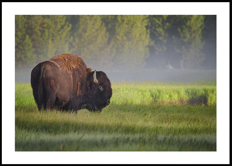 Bison in Morning Light Plakat - Posterbox