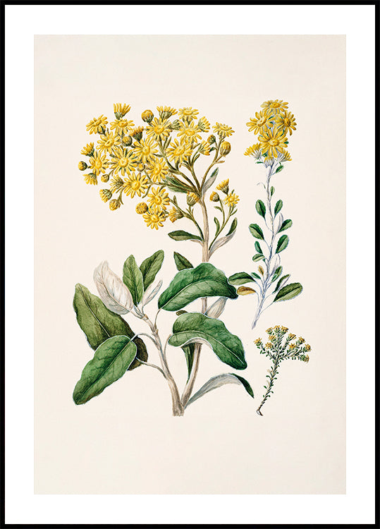 Un'illustrazione botanica raffigurante una varietà di fiori gialli e foglie verdi su uno sfondo chiaro.