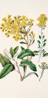L'immagine è un'illustrazione botanica con una varietà di fiori gialli e foglie verdi.