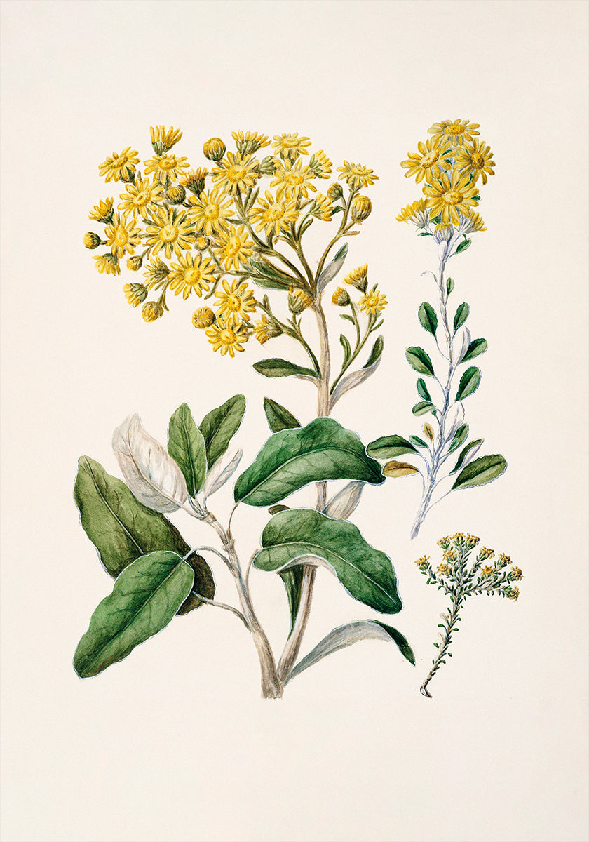 L'immagine è un'illustrazione botanica con una varietà di fiori gialli e foglie verdi.