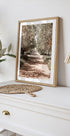 A Serene Tree Lined Path with Sunlight Plakat - Posterbox