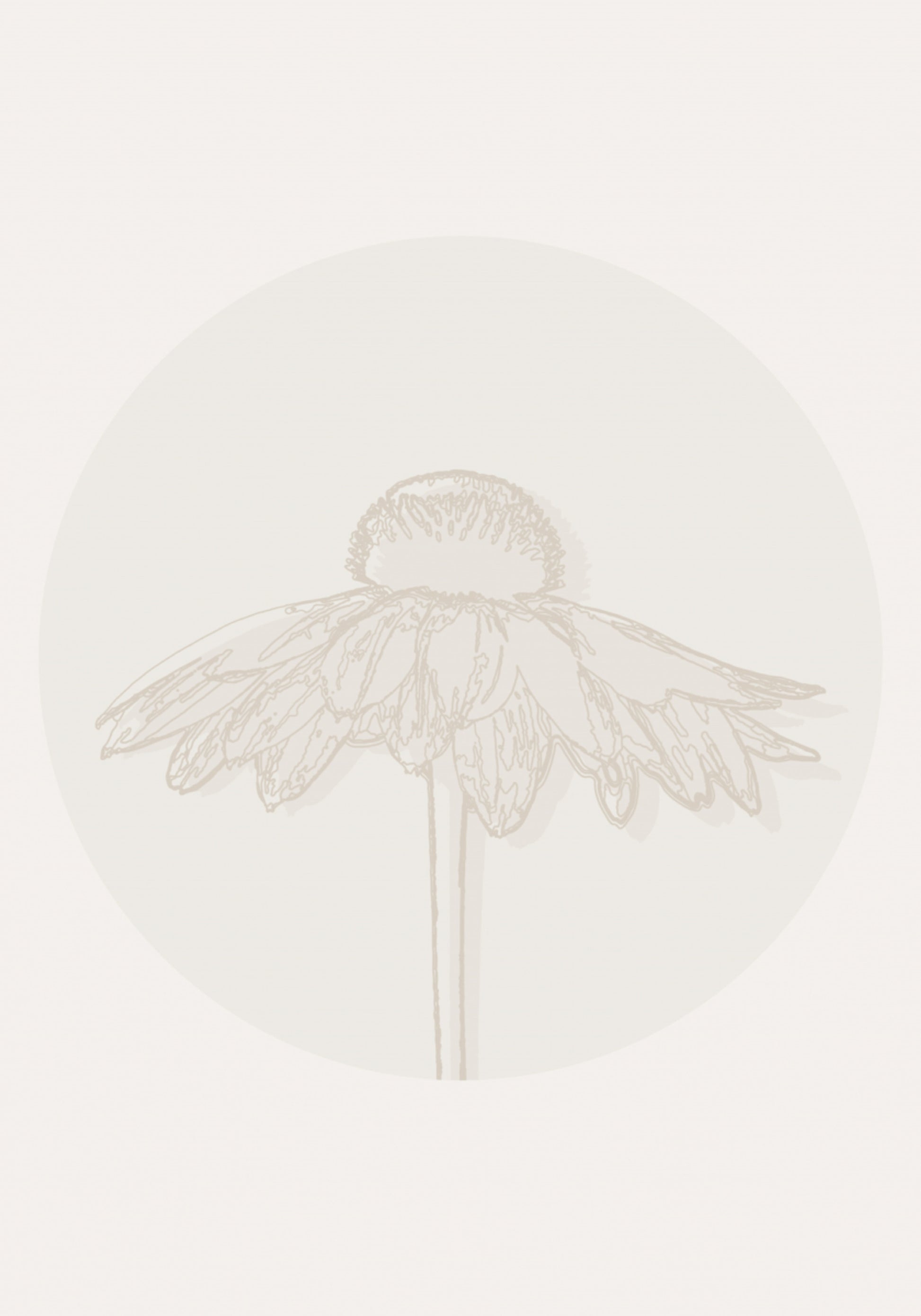 Fioritura minimalista di Echinacea