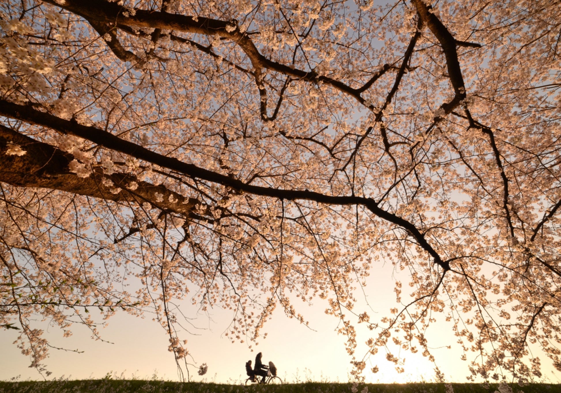 Giro al tramonto in fiore di ciliegio
