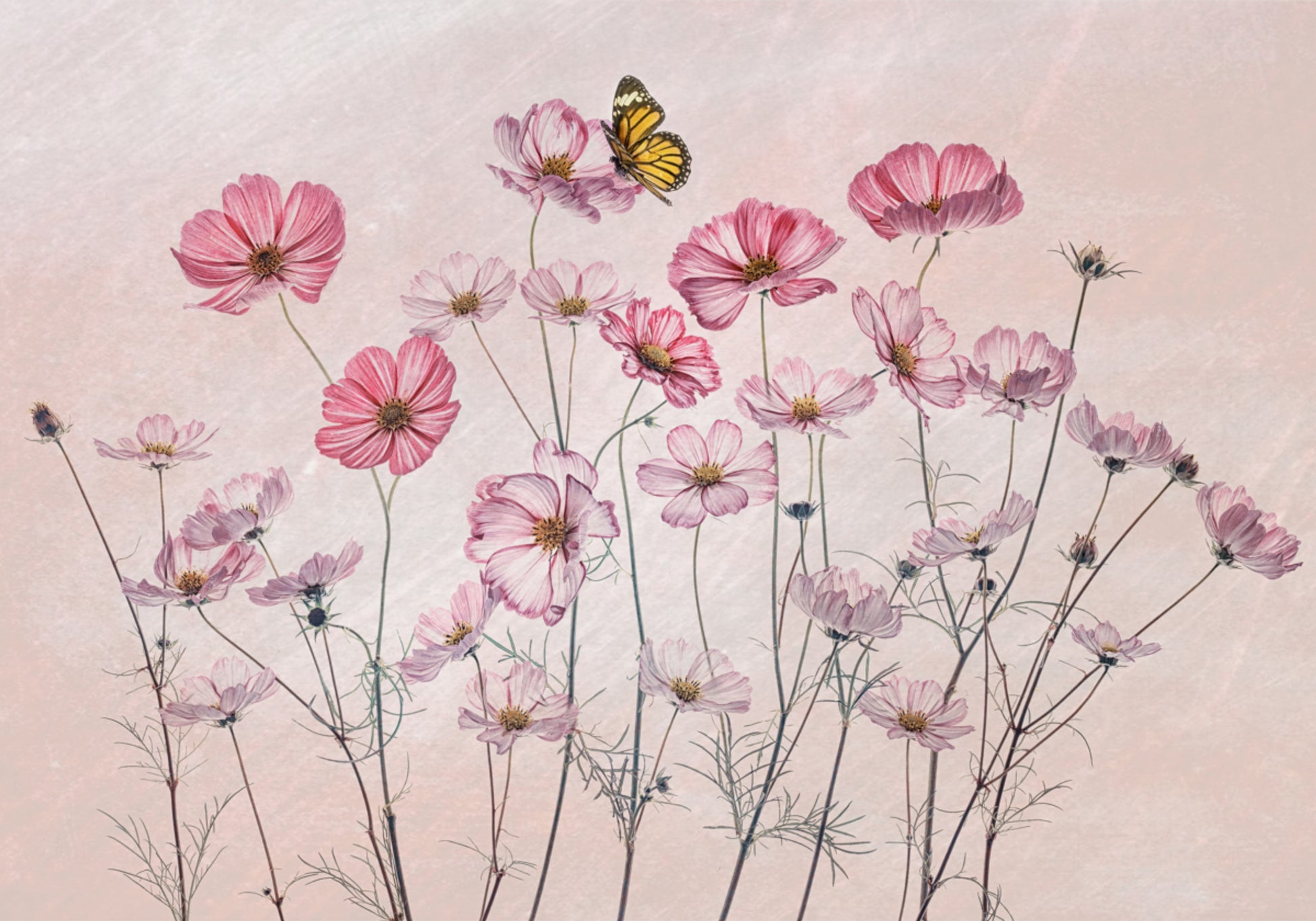 Farfalla rosa dell'universo