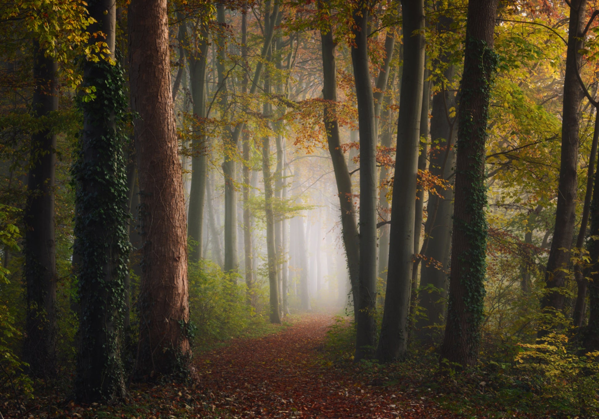 Sentiero nel bosco nebbioso autunnale