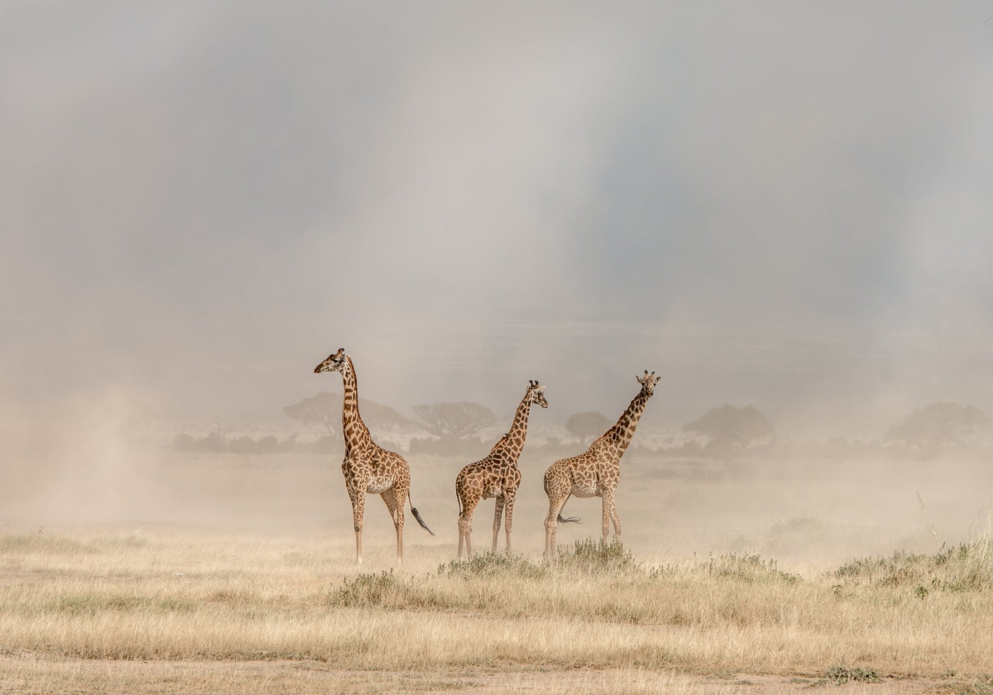 Giraffe in polvere d'oro