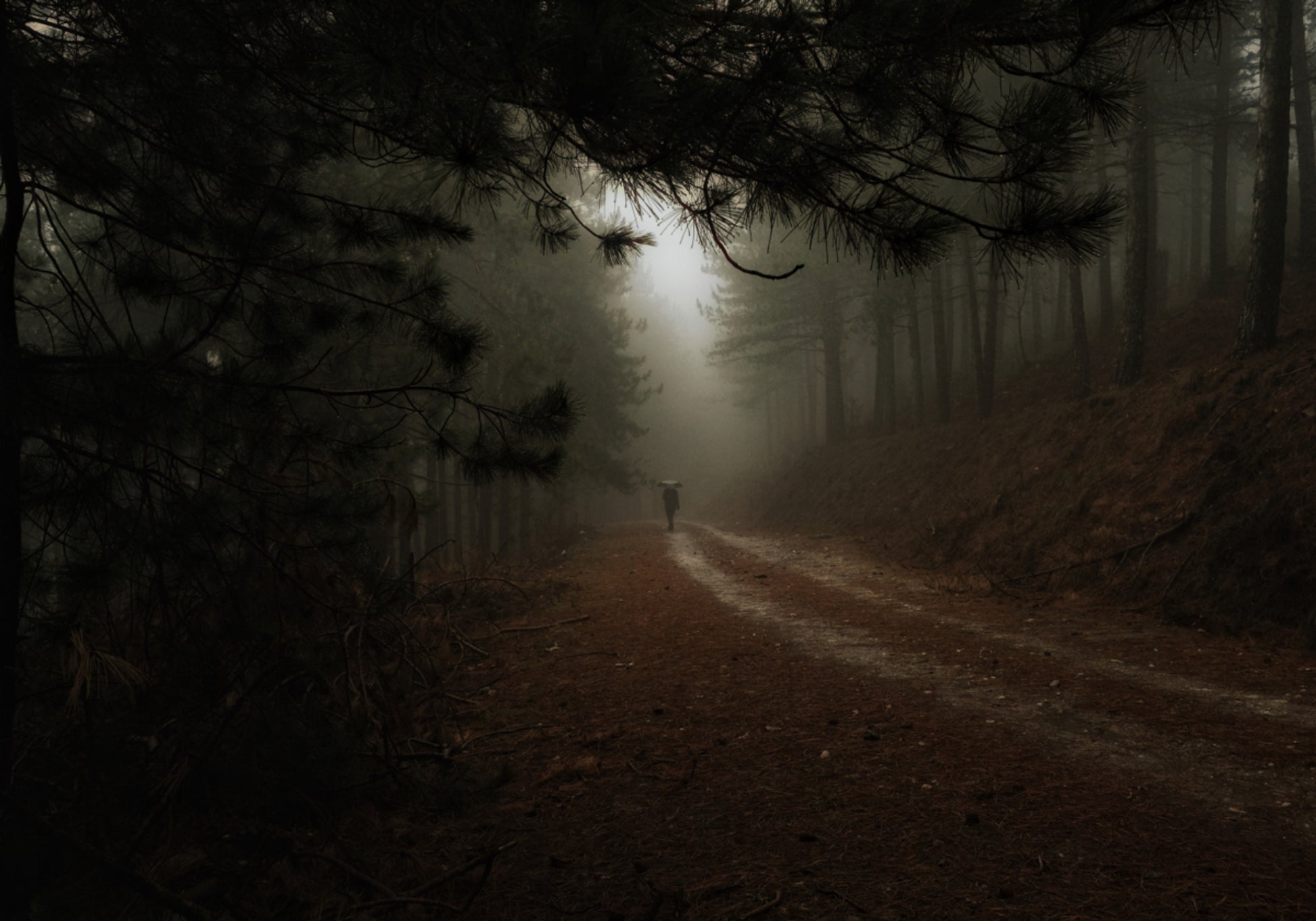 Sentiero nel bosco nebbioso