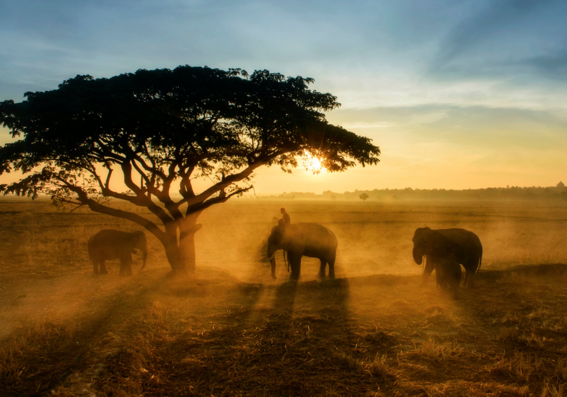 Il tramonto dorato dell'elefante