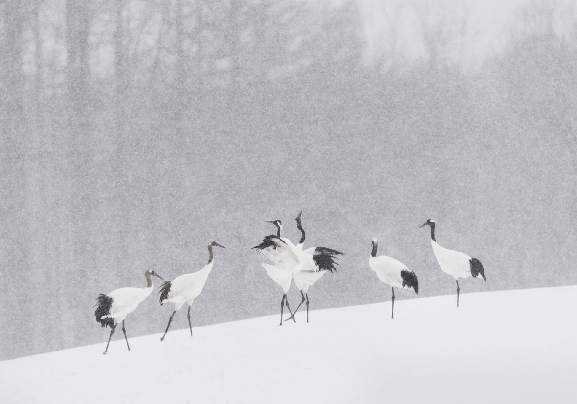 Nevicata della gru della Manciuria