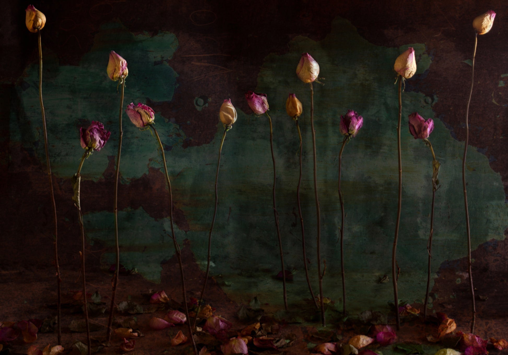 Rose secche lunatiche