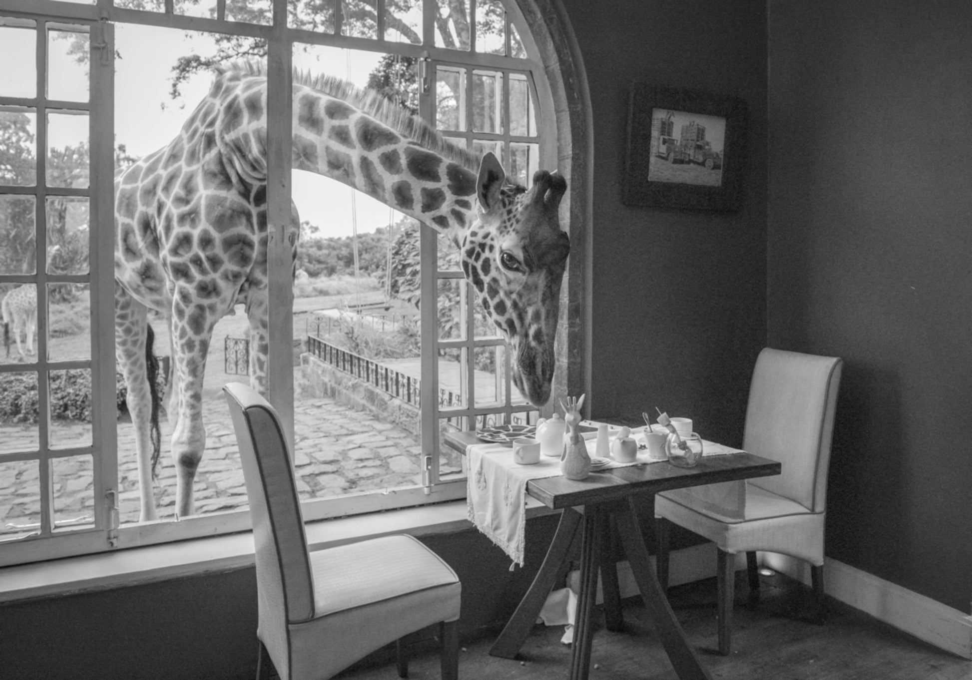 Ospite della giraffa mattutina