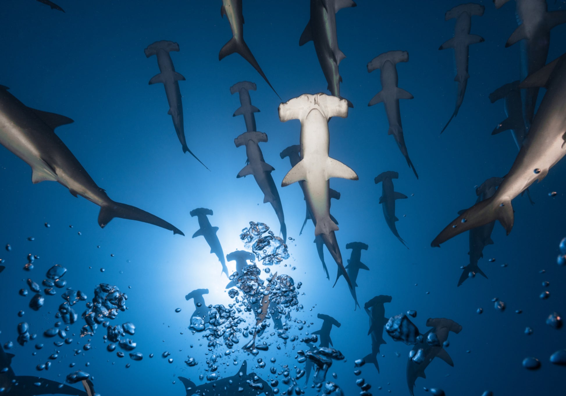 Scuola Hammerhead sott'acqua