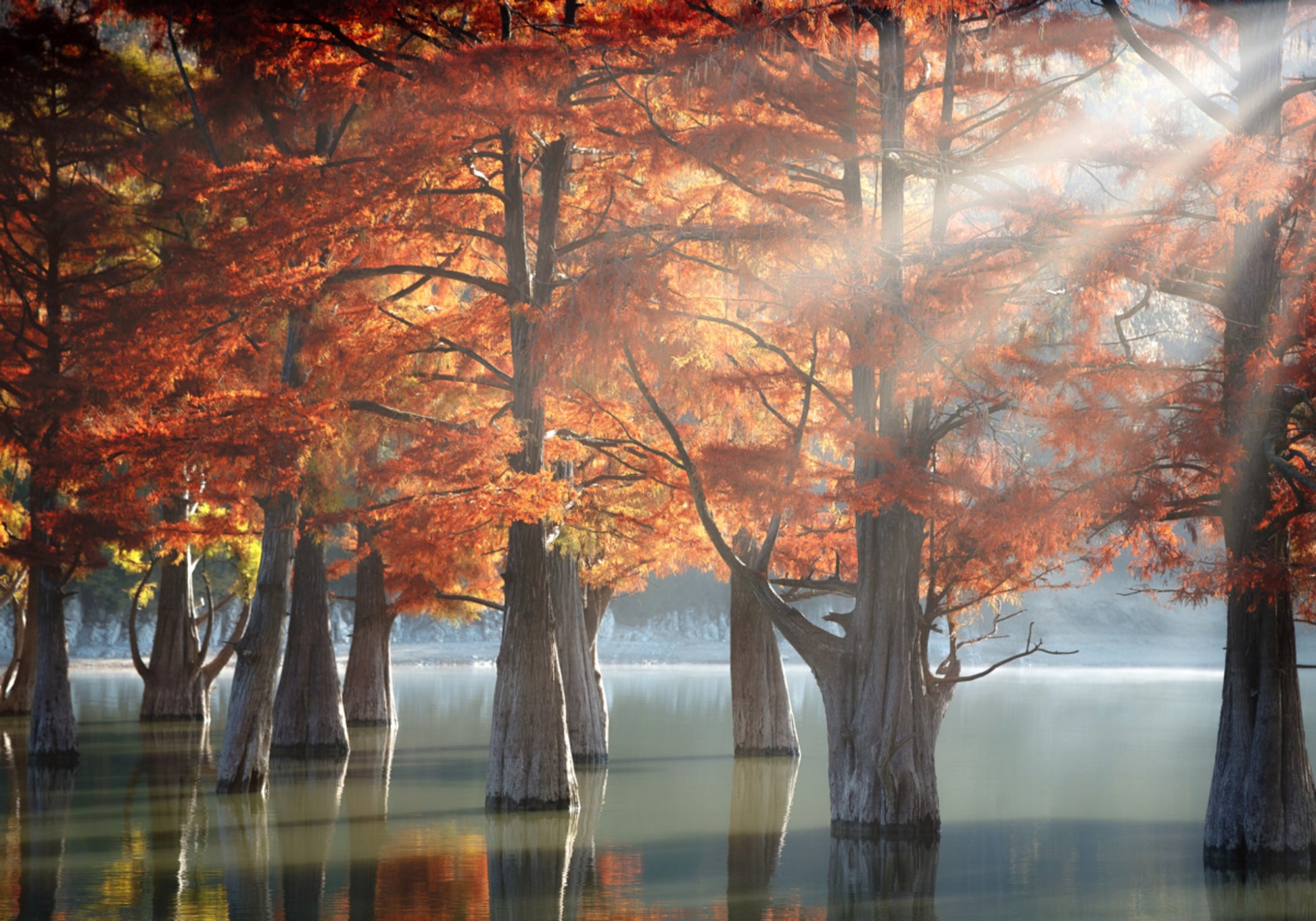 Lago di cipressi d'autunno dorato