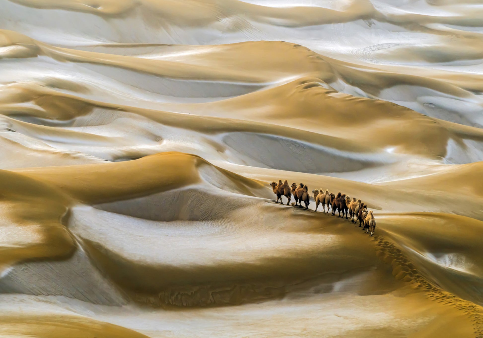 Carovana di cammelli nel deserto