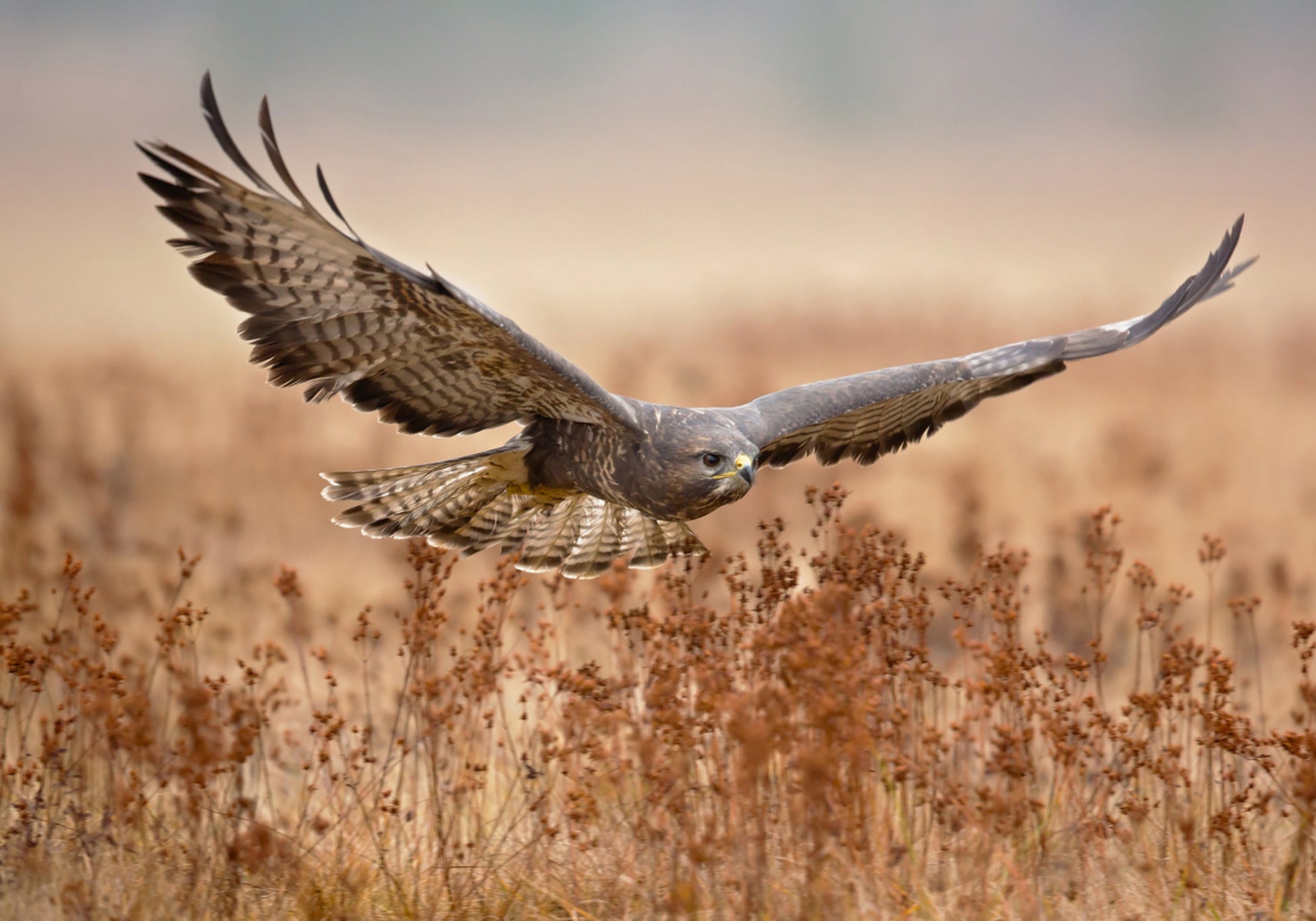 Falco maestoso in volo