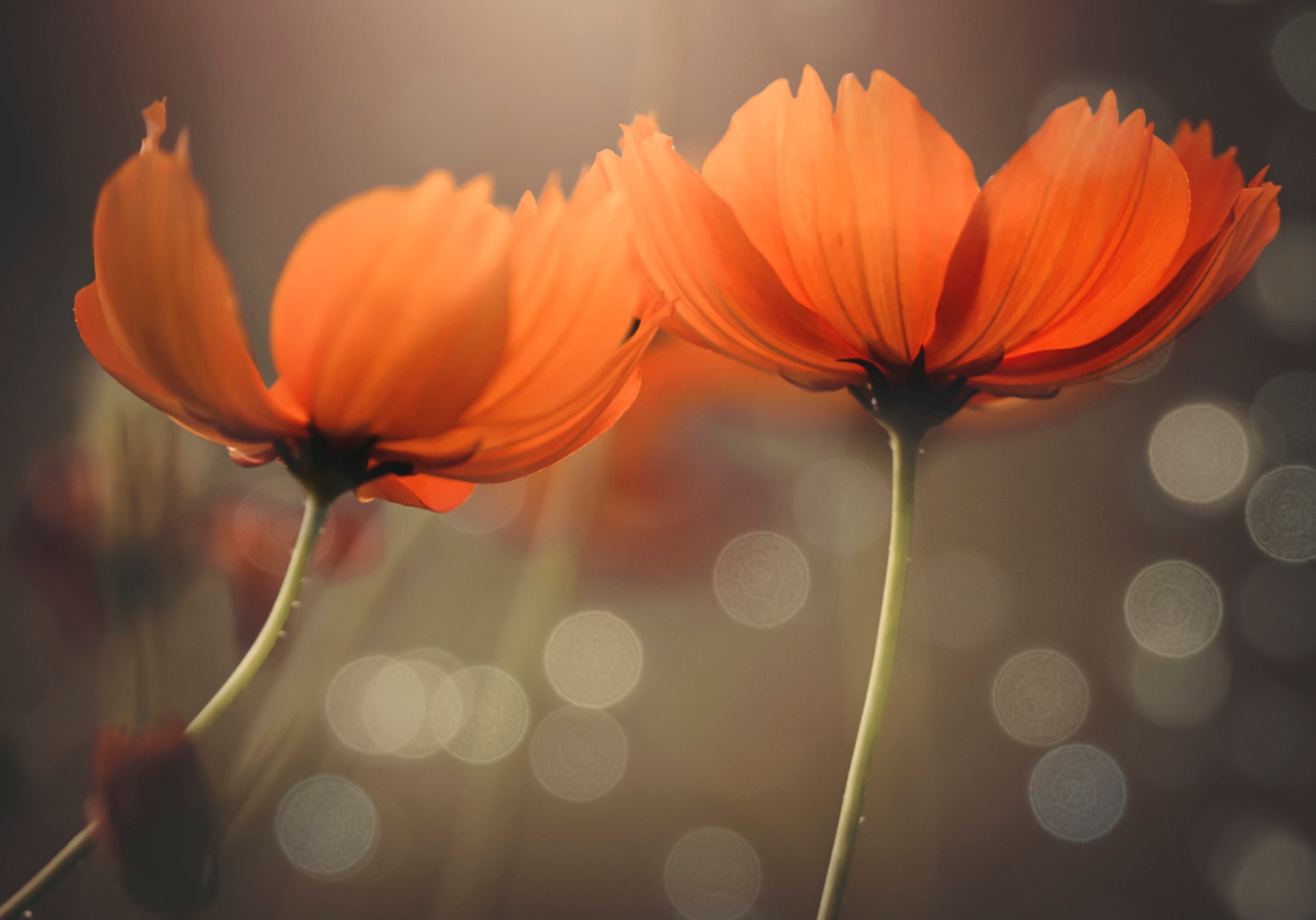 Fiori luminosi dell'universo