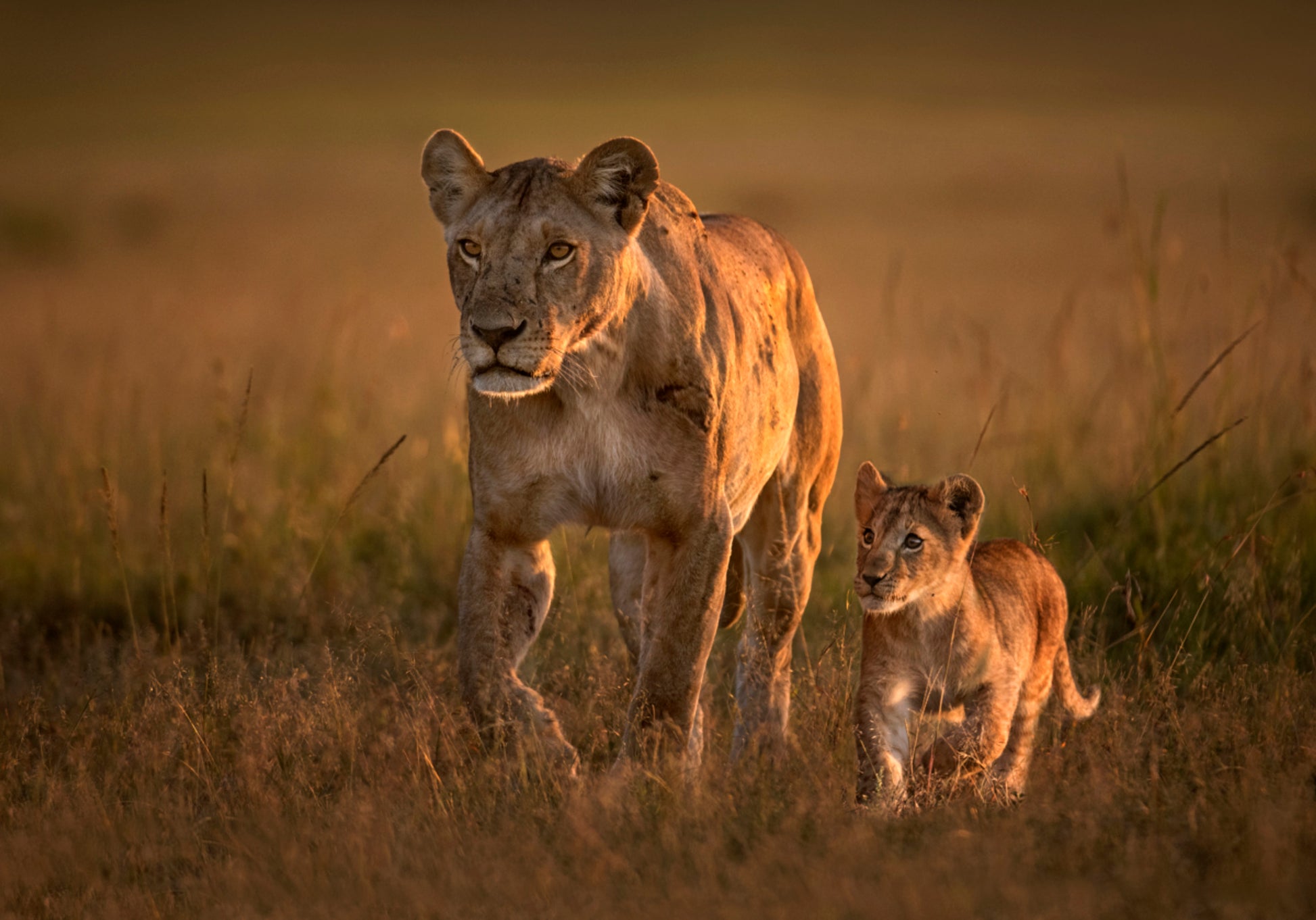 Famiglia dei leoni dorati della savana