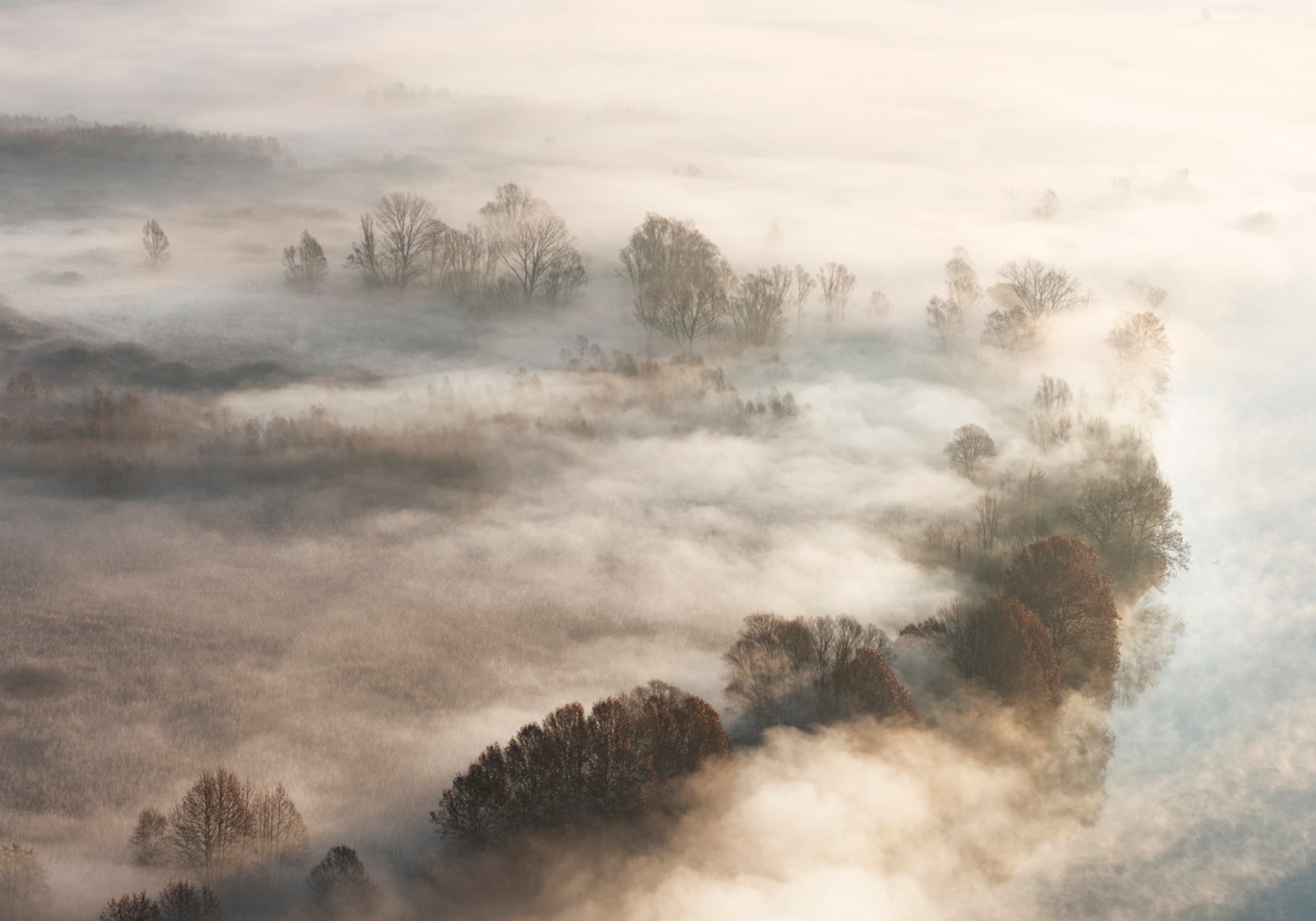 Alberi nebbiosi dorati