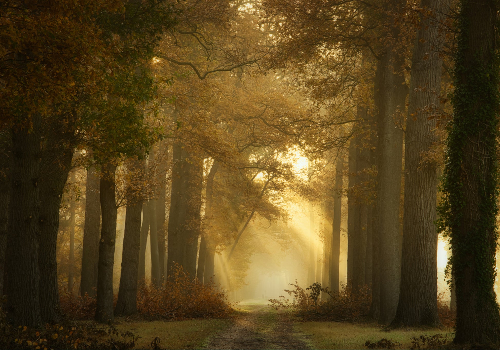 Sentiero nel bosco del mattino dorato