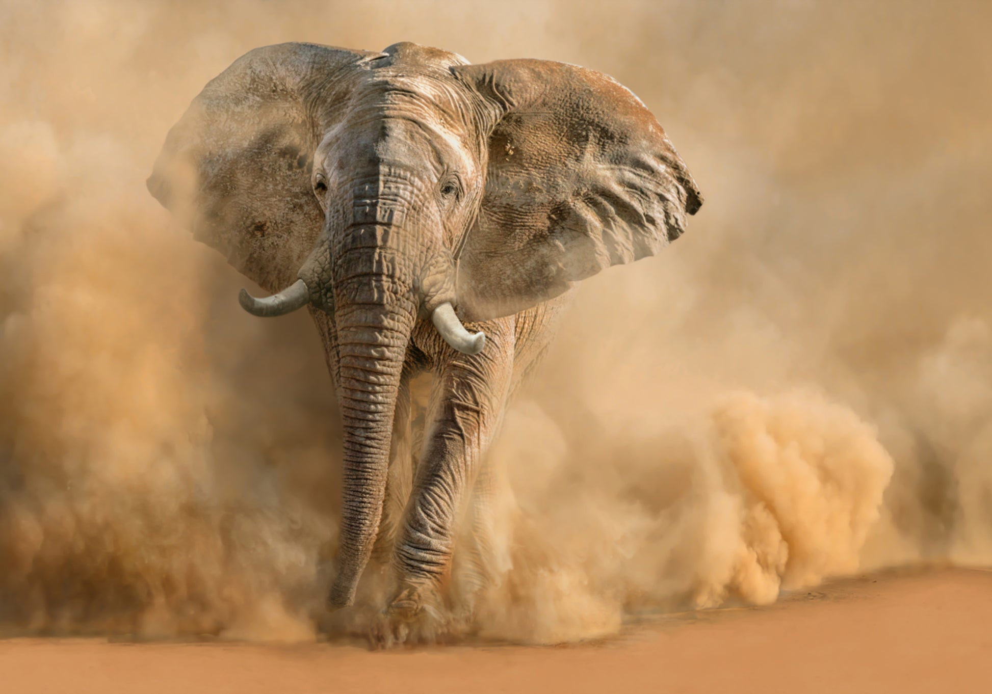 Maestosa nuvola di polvere di elefante