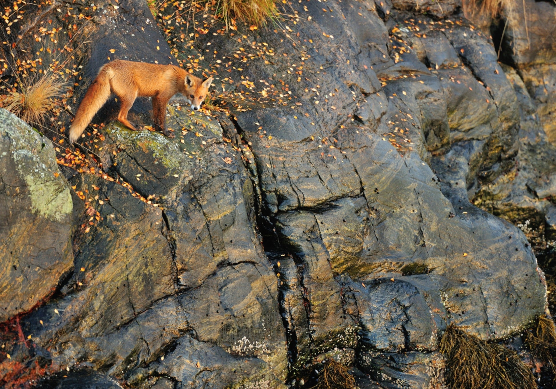Volpe Rossa Sulle Rocce D'autunno