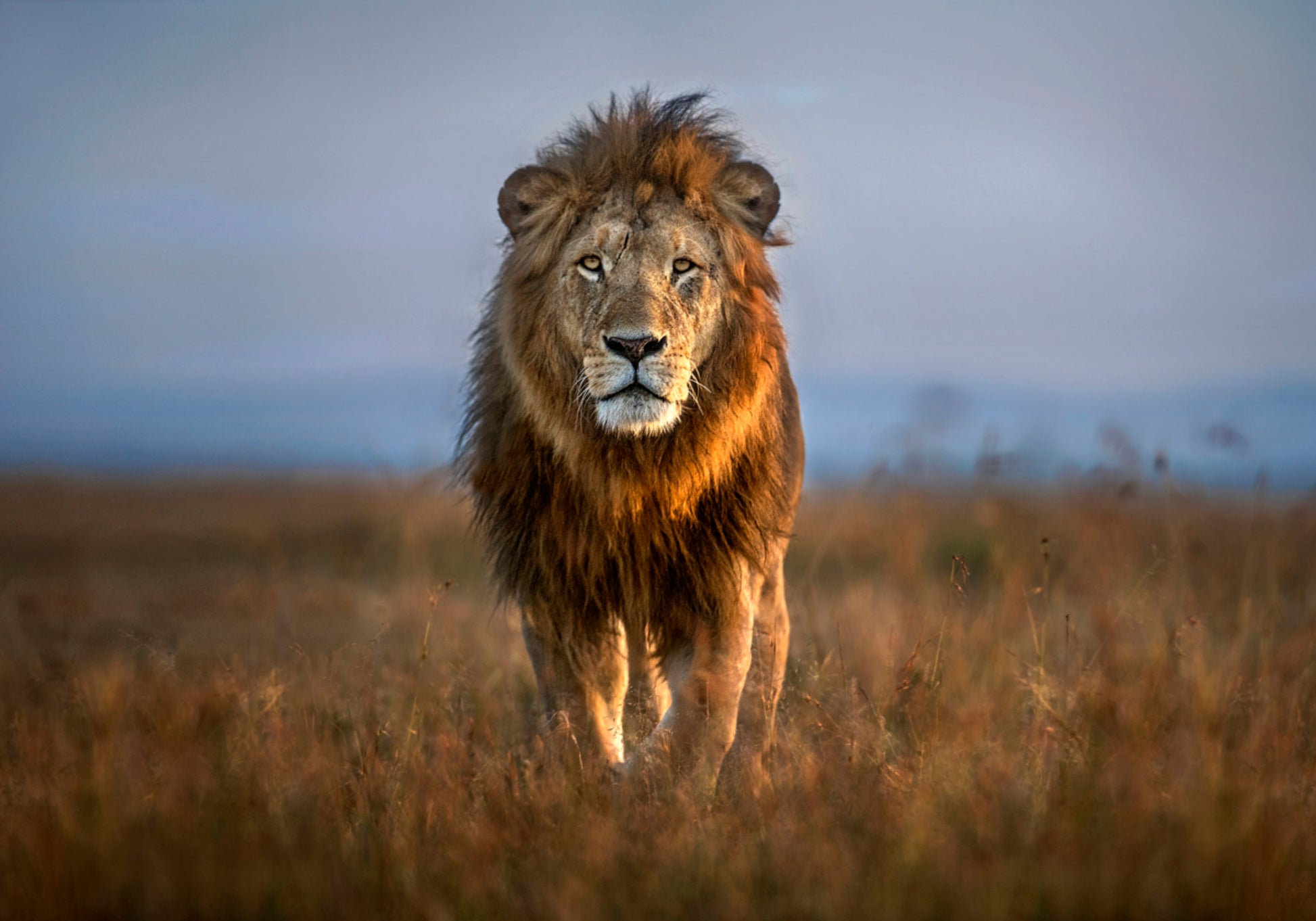 Maestoso leone africano