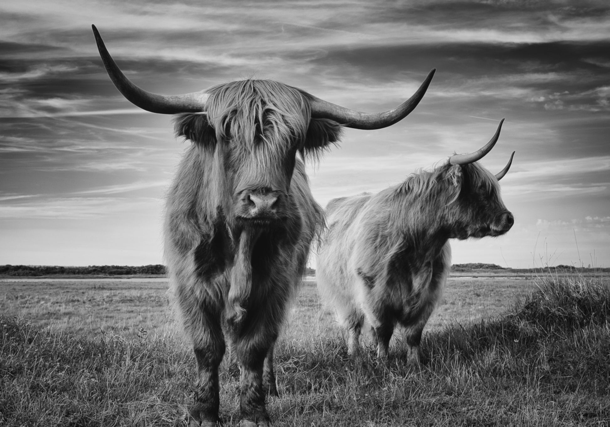 Maestoso storno delle Highland