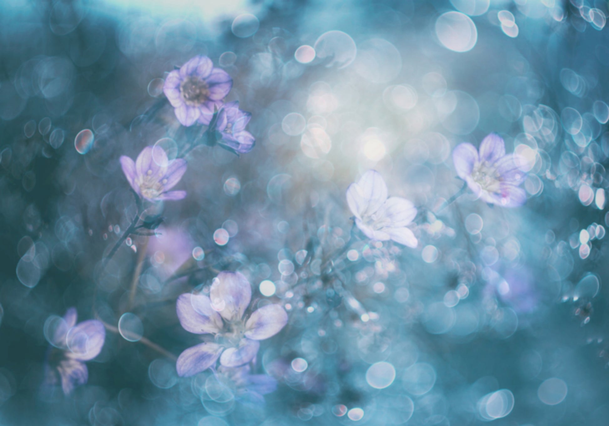 Fiori Bokeh da sogno