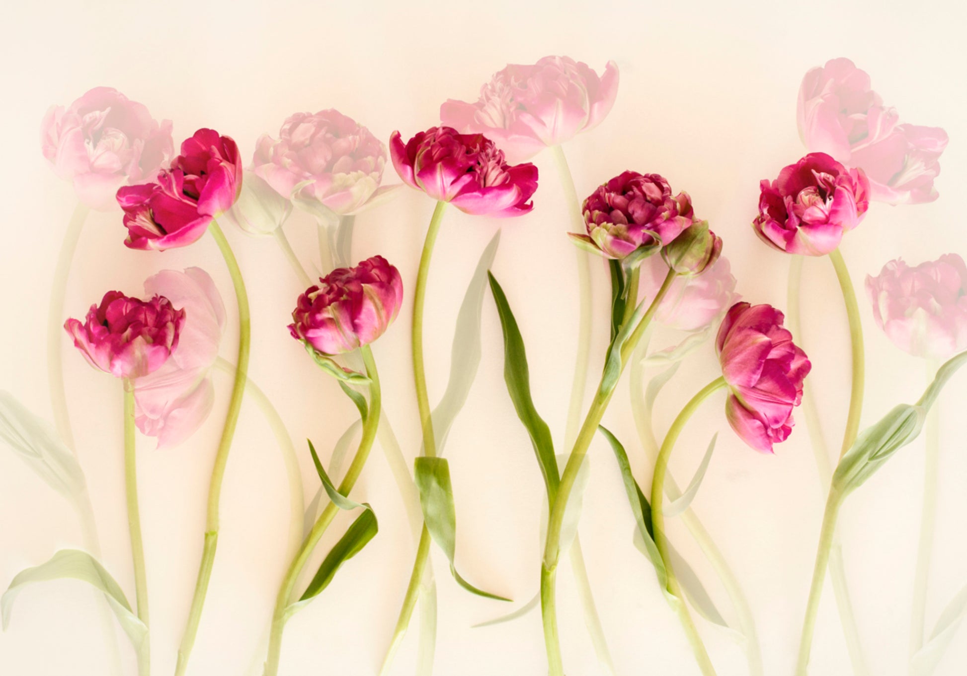 Tulipani rosa da sogno