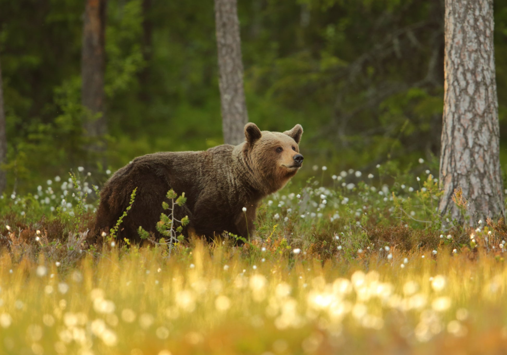 Orso bruno nella foresta