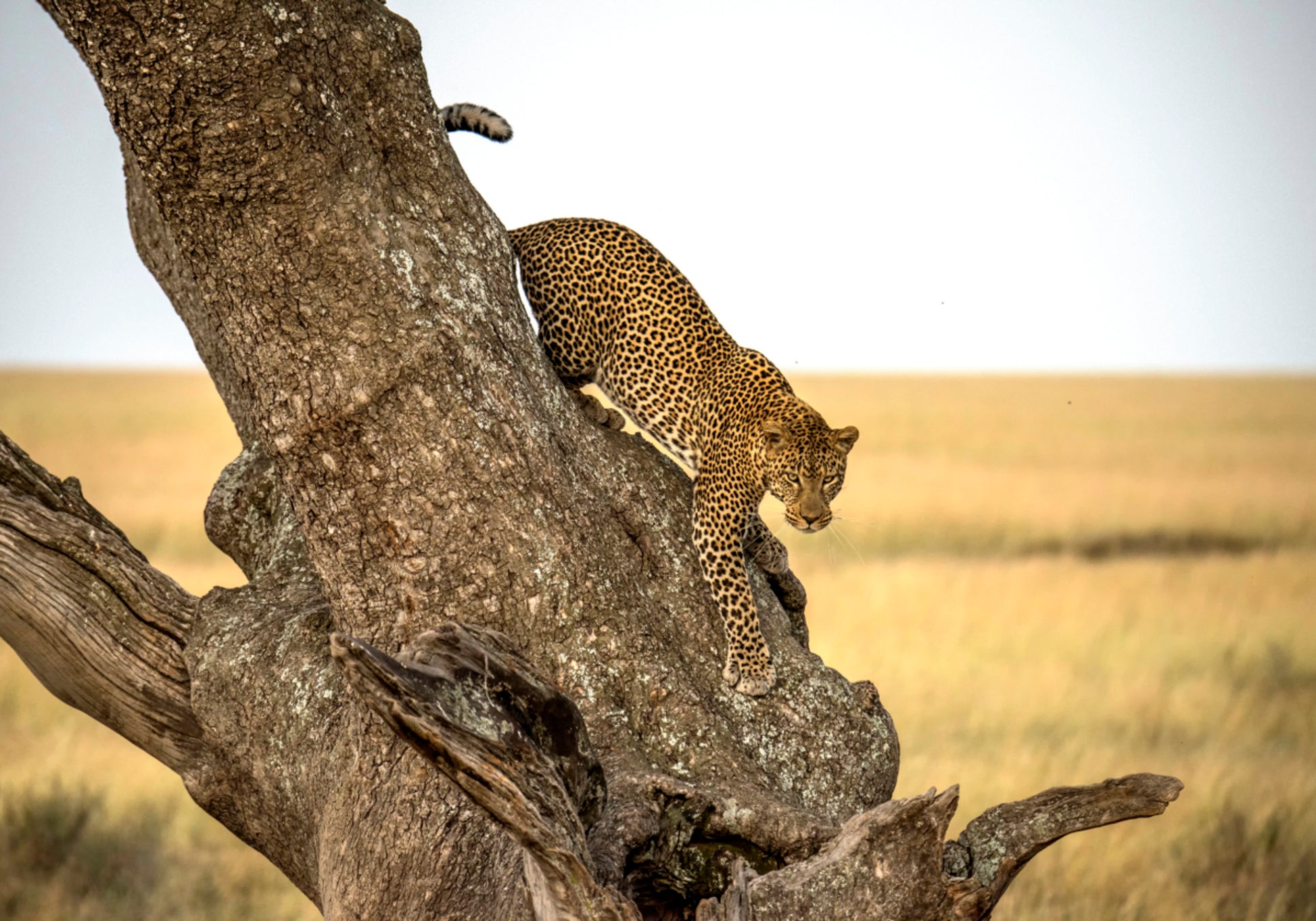 Albero discendente del leopardo