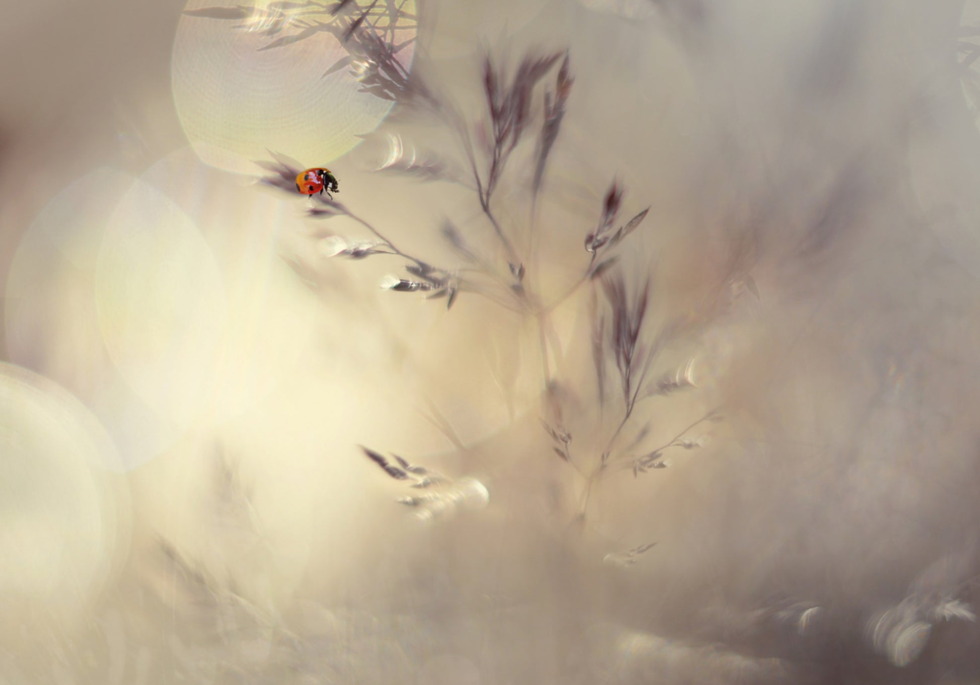 Bokeh da sogno della coccinella