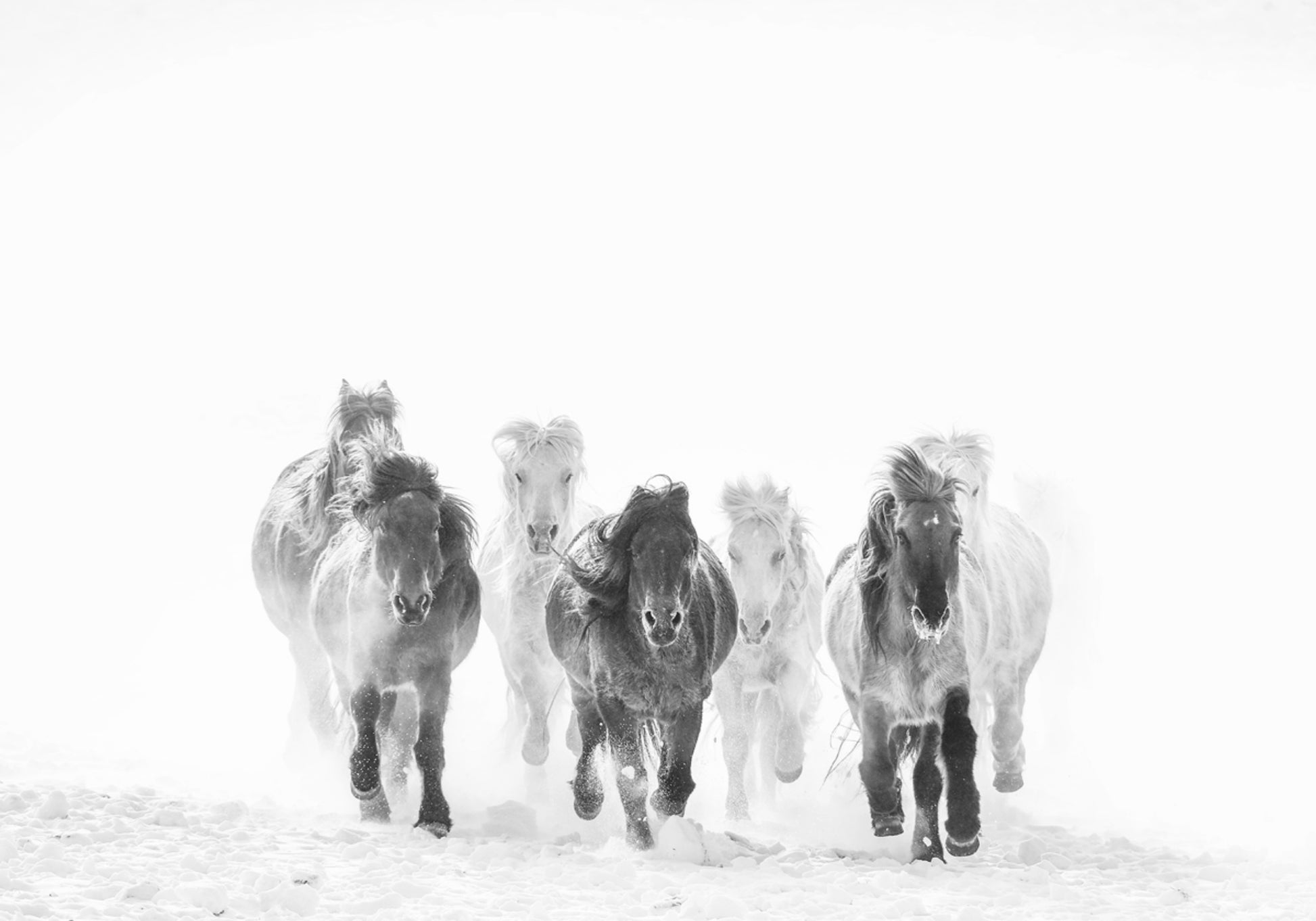 Maestosi cavalli invernali