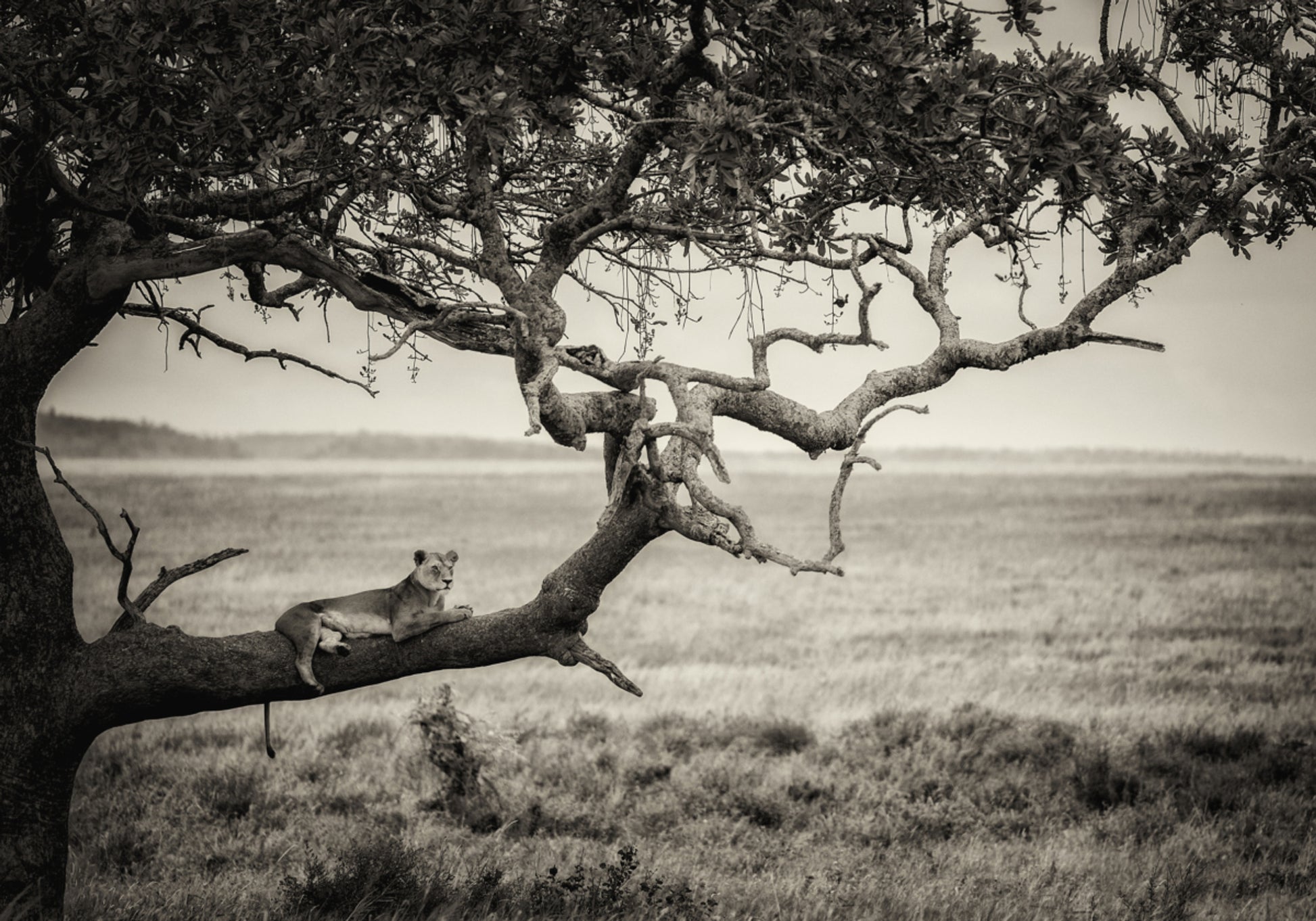 Leonessa sul ramo di un albero
