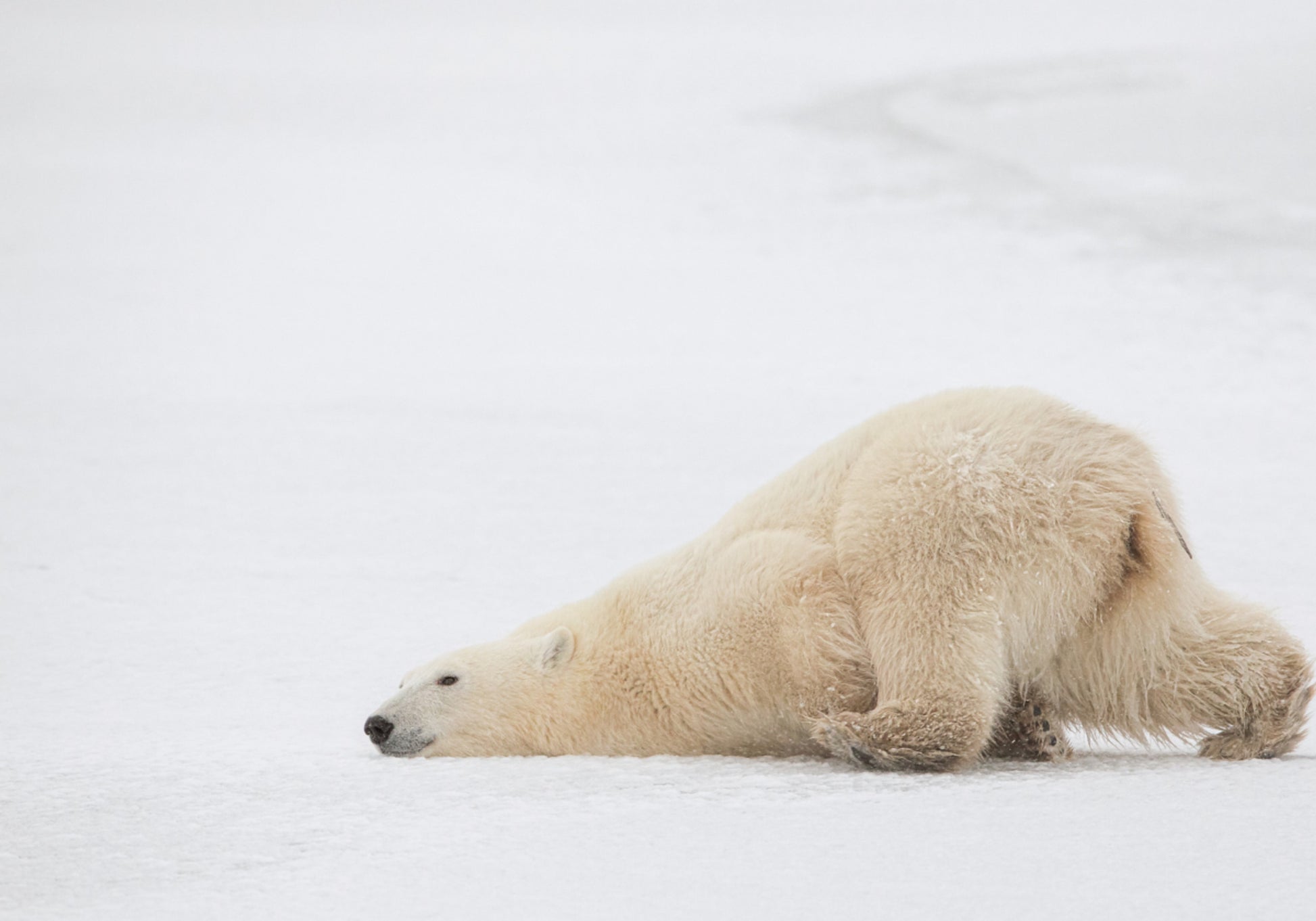 Pisolino pacifico dell'orso polare