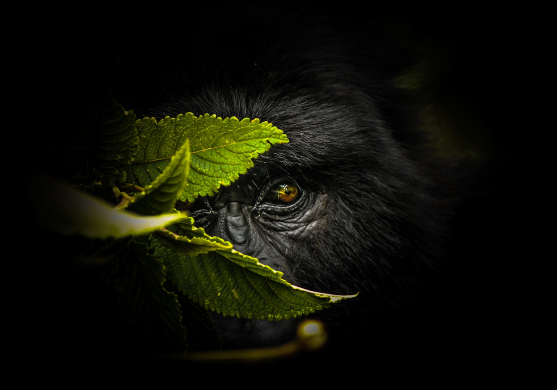 Lo sguardo misterioso del gorilla