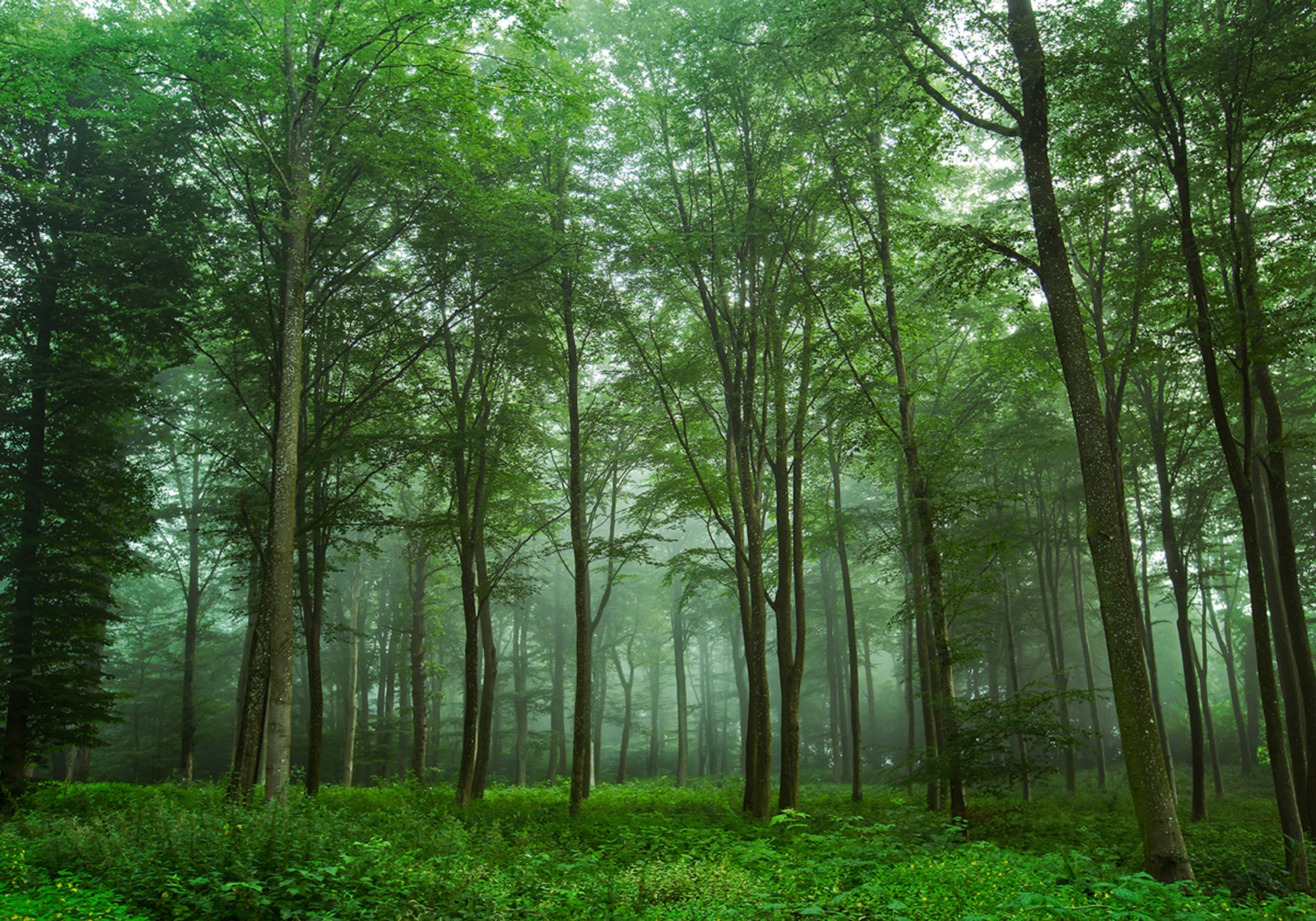 Nebbia della foresta incantata