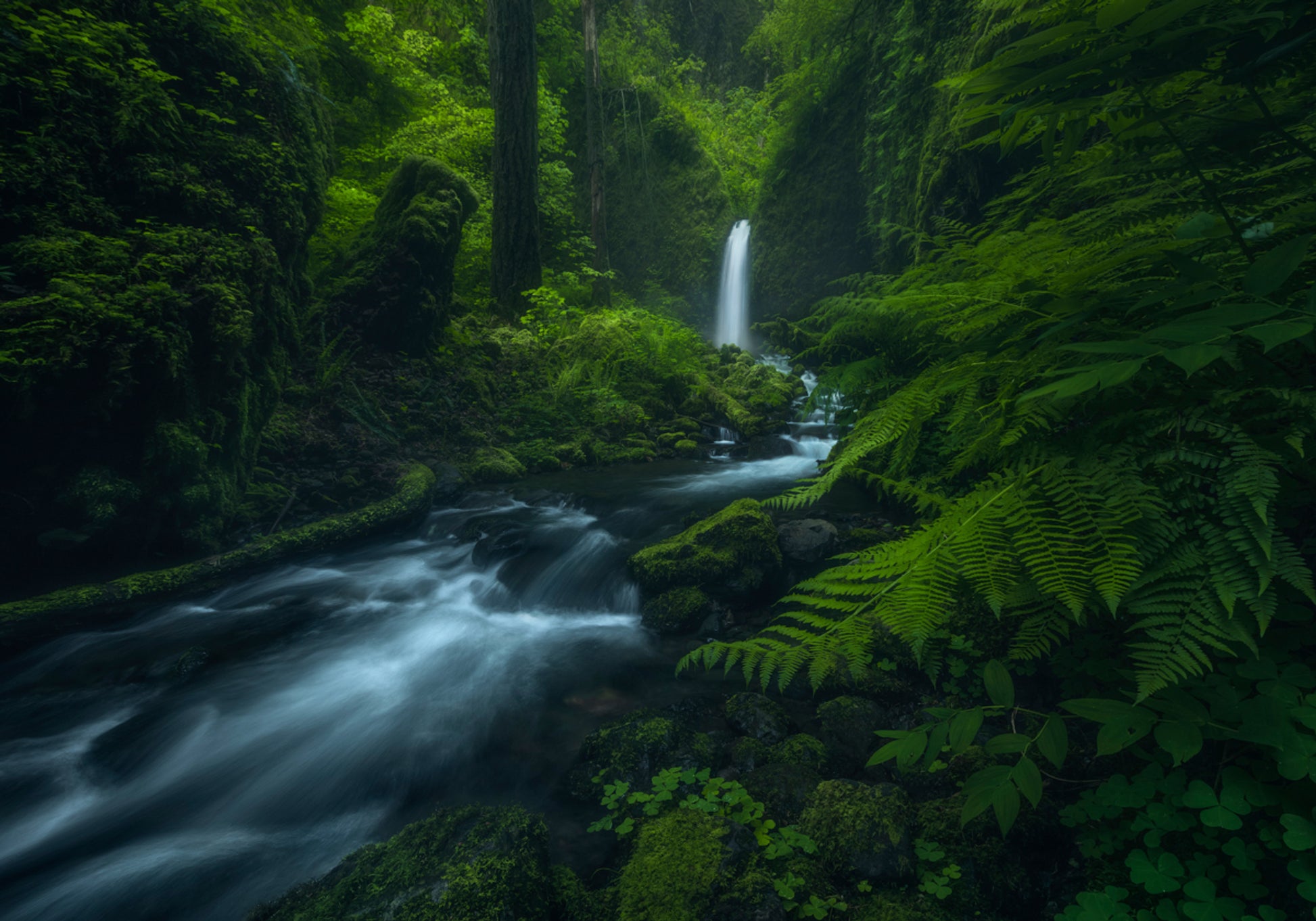Cascate della foresta che scorre