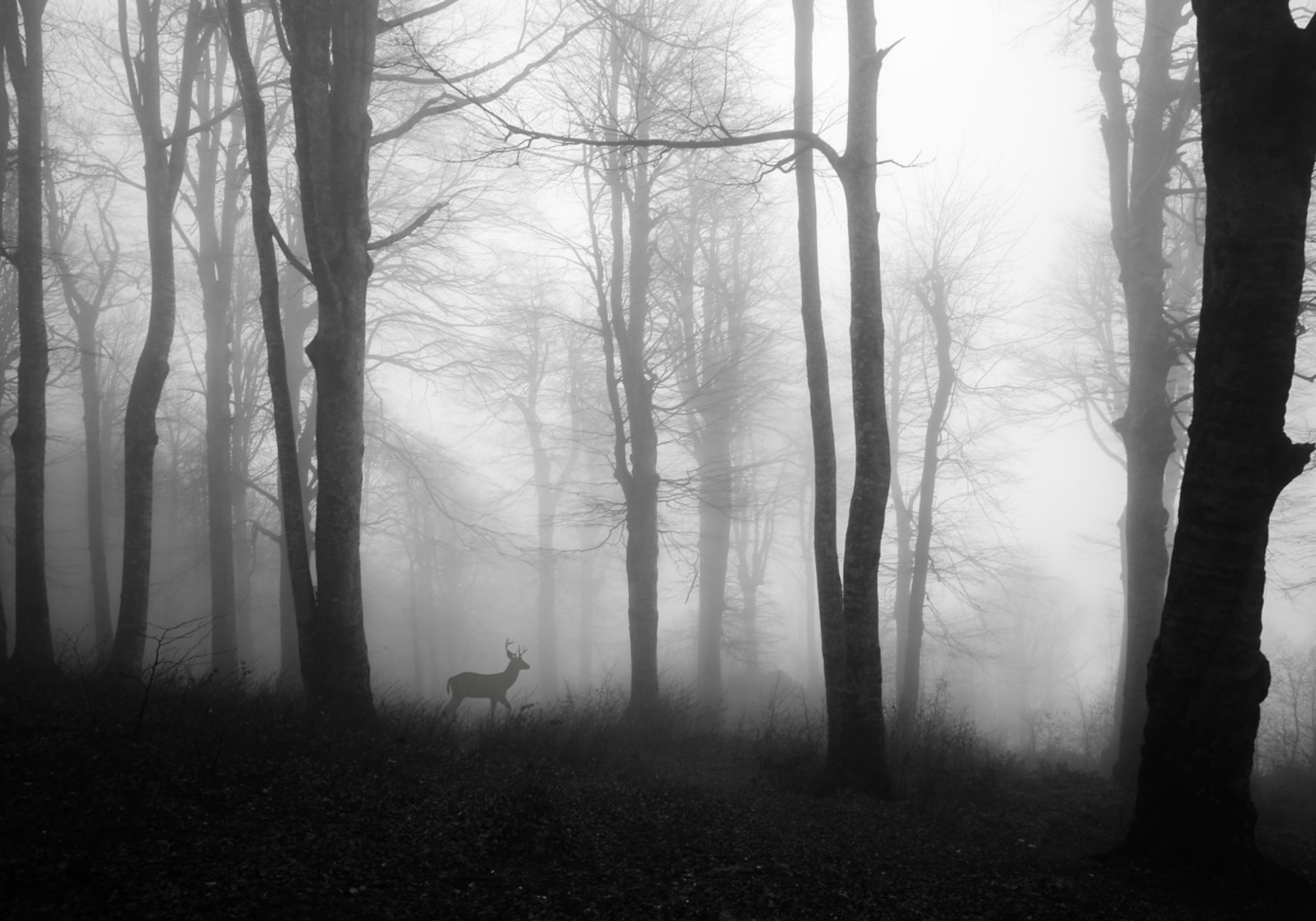 Cervi della foresta nebbiosa