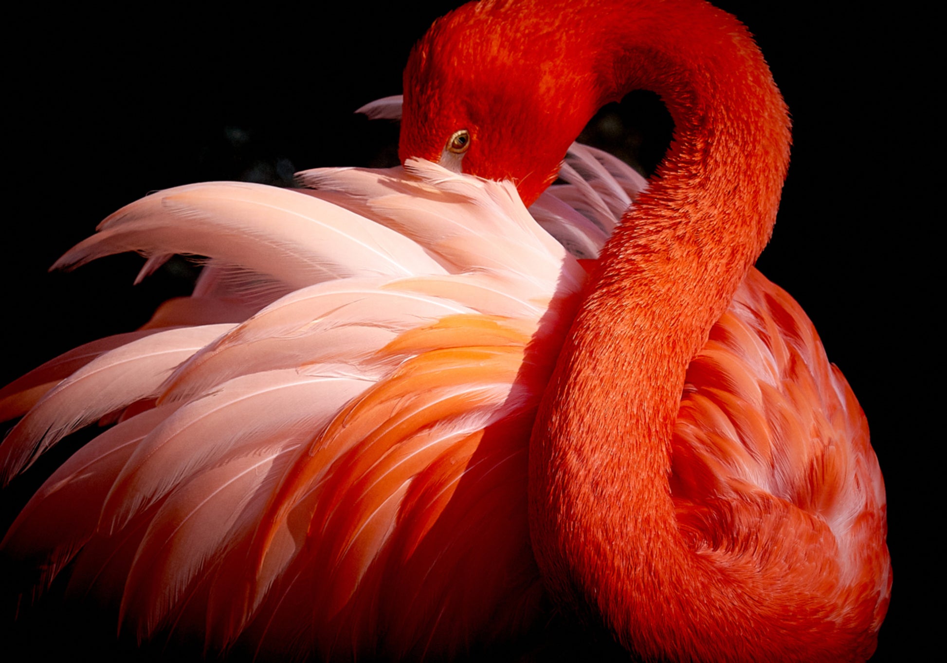 Elegante fenicottero rosa