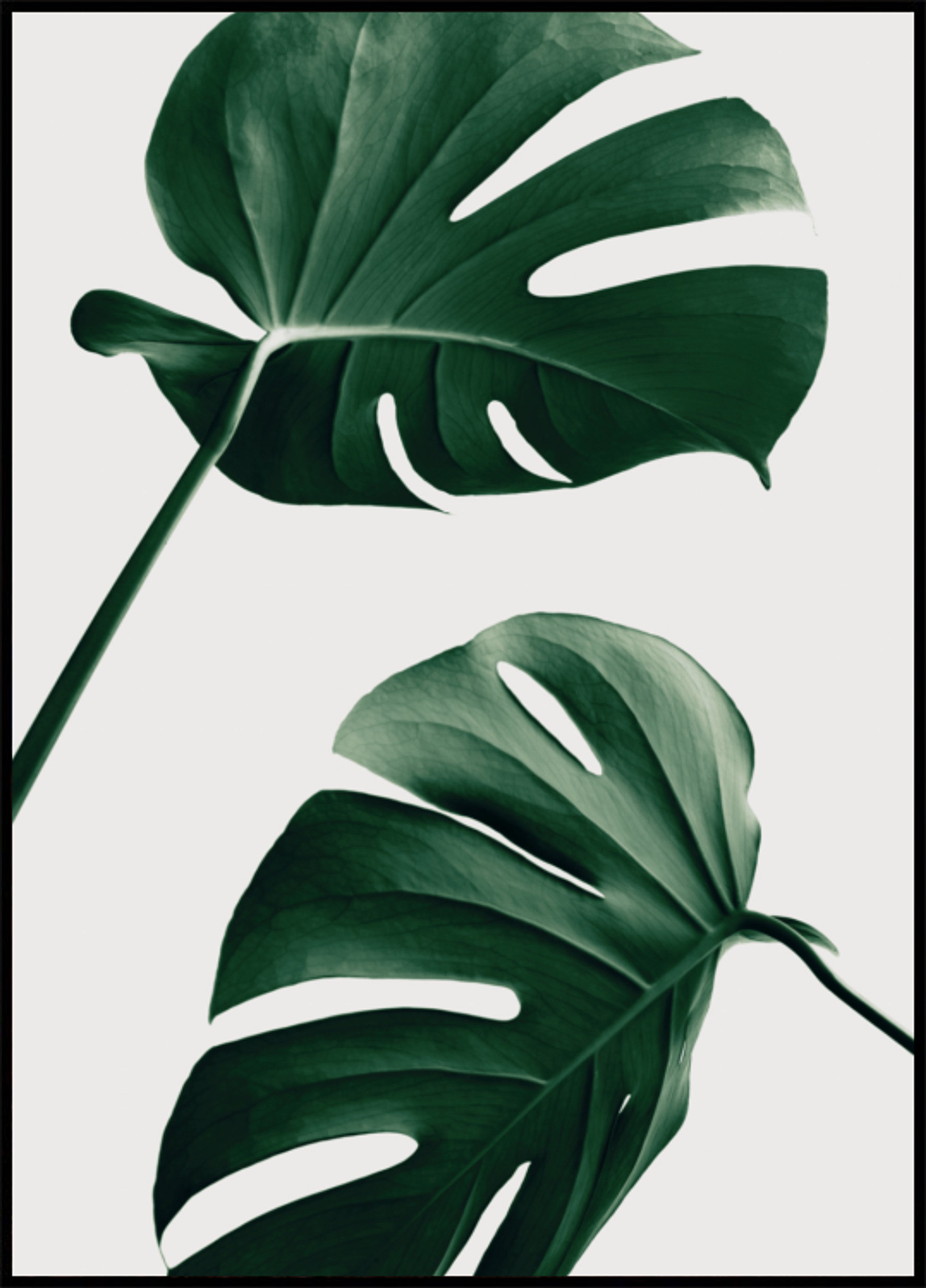 Foglie tropicali di Monstera